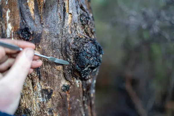 Avustralya ormanlarındaki güzel sakız ağaçları ve çalılar. Gumtrees ve yerli bitkiler ilkbaharda Avustralya 'da yetişir.