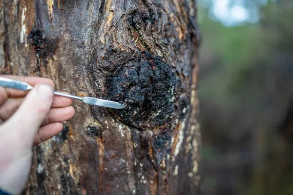 stock image scientist researcher studying soil and forest health effects from climate change. university student research on bush soil structure and biology diversity. holding a soil sample 