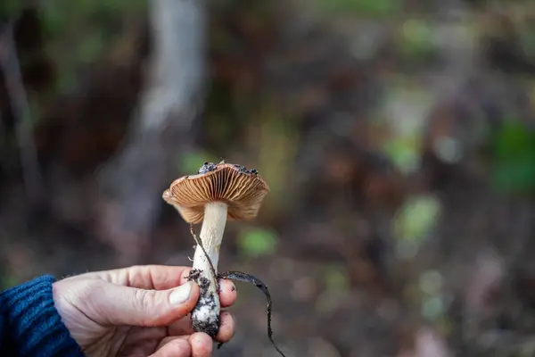 stock image scientist researcher studying soil and forest health effects from climate change. university student research on bush soil structure and biology diversity. holding a soil sample 