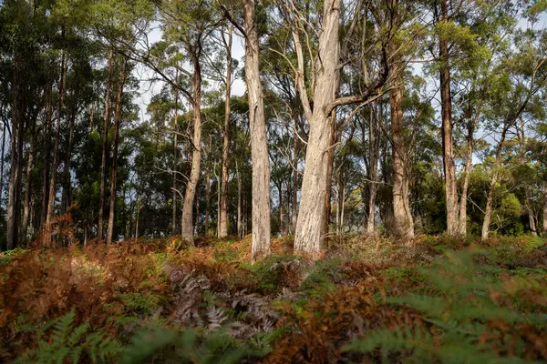 native australian tree and plants in the bush, climate research on native plants holding in a hand 