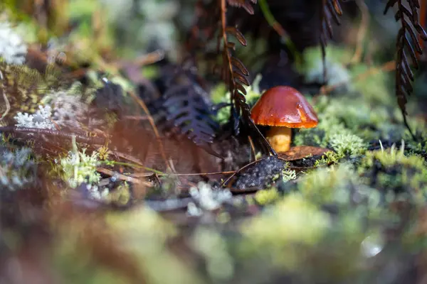 stock image scientist taking a soil, fungi, plant, leaf sample in a test tube in the australian bush. forest research of climate change and sustain forestry in spring