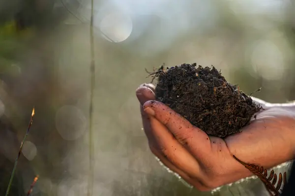 stock image agronomist on a farm taking samples of bush soil and plants, looking at soil microorganisms health in the dirt