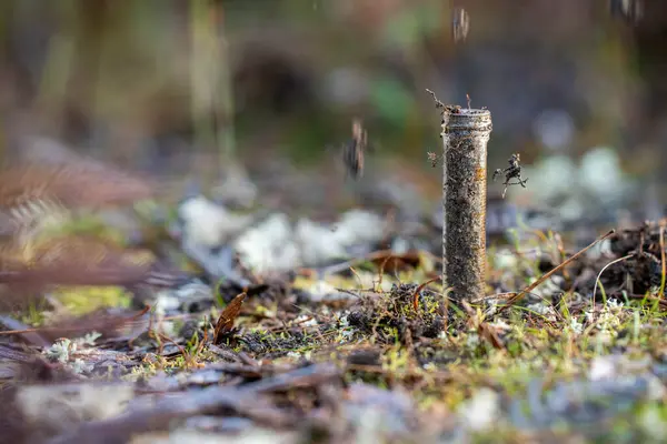 stock image farmer collecting soil samples in a test tube in a field. Agronomist checking soil carbon and plant health on a farm in a field