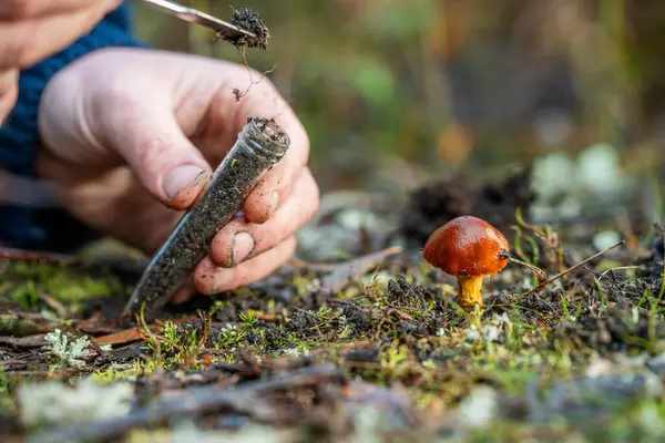 stock image farmer agronomist taking fungi soil sample and looking at plant health to grow more food to sell in a field