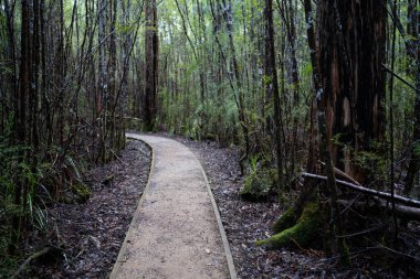 Kışın ormanda bereyle yürüyüş yapan, Avustralya çalılıklarında bir patikada yürüyen bir çocuk. Doğayı keşfeden ve çevre ve öğrenim gören çocuk 