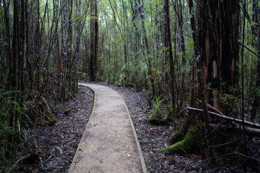 Kışın ormanda bereyle yürüyüş yapan, Avustralya çalılıklarında bir patikada yürüyen bir çocuk. Doğayı keşfeden ve çevre ve öğrenim gören çocuk 