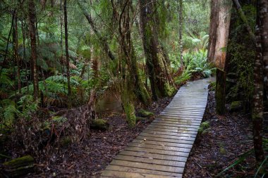Kışın ormanda bereyle yürüyüş yapan, Avustralya çalılıklarında bir patikada yürüyen bir çocuk. Doğayı keşfeden ve çevre ve öğrenim gören çocuk 