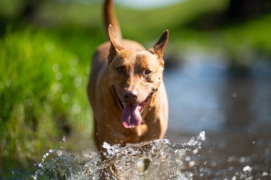 Avustralya Çiftlik Köpekleri: Kuraklıkla Çalışmak, Yaz Sıcaklığında Yönlendirmek ve Dry Creek Çevresindeki Sığır Çiftliğini Desteklemek