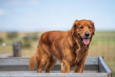 Avustralya Çiftlik Köpekleri: Kuraklıkla Çalışmak, Yaz Sıcaklığında Yönlendirmek ve Dry Creek Çevresindeki Sığır Çiftliğini Desteklemek