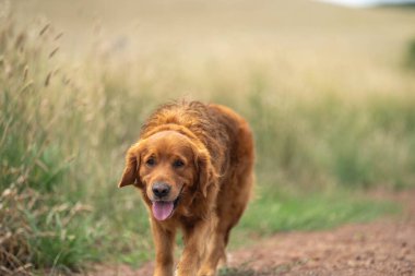 Avustralya Çiftlik Köpekleri: Kuraklıkla Çalışmak, Yaz Sıcaklığında Yönlendirmek ve Dry Creek Çevresindeki Sığır Çiftliğini Desteklemek