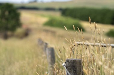 Kuru Avustralya Yazı: Uzun Çimen Başları Kuraklıkta Çiftlik Çitlerinin Üzerinde, Doğanın Dayanıklılığını ve Tarım Sorunlarını Yansıtıyor