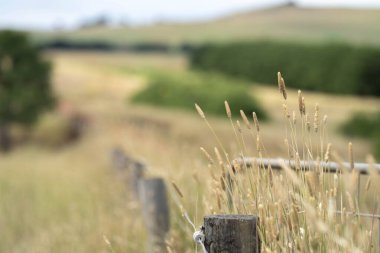 Kuru Avustralya Yazı: Uzun Çimen Başları Kuraklıkta Çiftlik Çitlerinin Üzerinde, Doğanın Dayanıklılığını ve Tarım Sorunlarını Yansıtıyor
