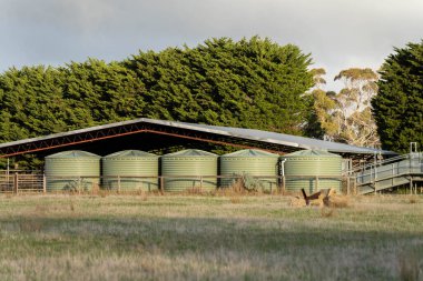 Çiftlikte etraflarında plastik su tankları olan bir çatı olan sığır çiftliği.