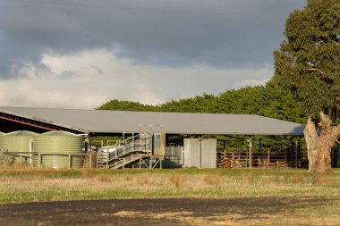 Çiftlikte etraflarında plastik su tankları olan bir çatı olan sığır çiftliği.