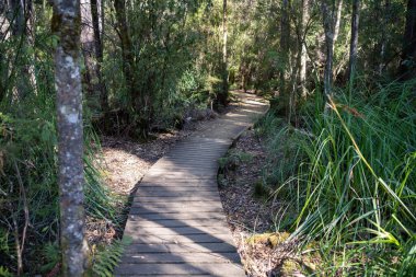 İlkbaharda Tazmanya Avustralya 'da ulusal bir parkta yürüyüş pisti.