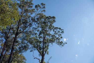 beautiful gum Trees and shrubs in the Australian bush forest. Gumtrees and native plants growing in Australia  clipart