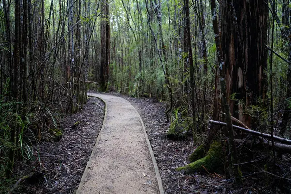 Kışın ormanda bereyle yürüyüş yapan, Avustralya çalılıklarında bir patikada yürüyen bir çocuk. Doğayı keşfeden ve çevre ve öğrenim gören çocuk 