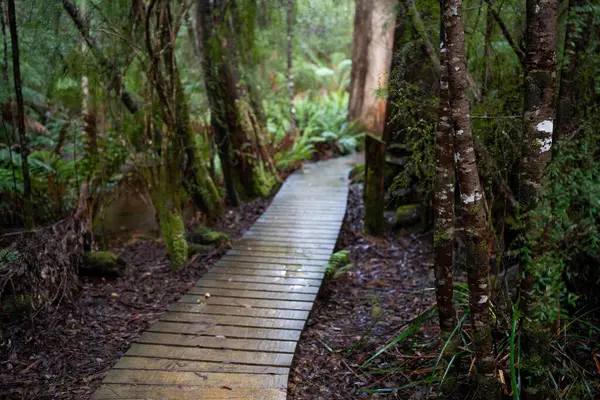 Kışın ormanda bereyle yürüyüş yapan, Avustralya çalılıklarında bir patikada yürüyen bir çocuk. Doğayı keşfeden ve çevre ve öğrenim gören çocuk 