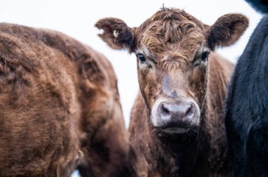 Avustralya 'da bir çiftlikteki yeşil bir tepede sürdürülebilir inek sürüsü. Tarladaki güzel inek. Angus ve Murray Grey sığırlarıyla Avustralya tarım arazisi
