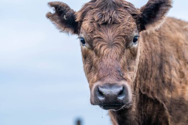 Avustralya 'da bir çiftlikteki yeşil bir tepede sürdürülebilir inek sürüsü. Tarladaki güzel inek. Angus ve Murray Grey sığırlarıyla Avustralya tarım arazisi