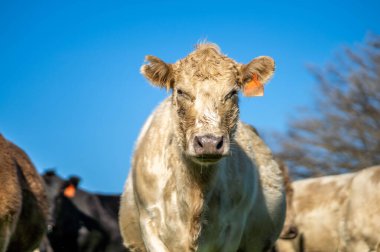 Avustralya 'da bir çiftlikteki yeşil bir tepede sürdürülebilir inek sürüsü. Tarladaki güzel inek. Angus ve Murray Grey sığırlarıyla Avustralya tarım arazisi