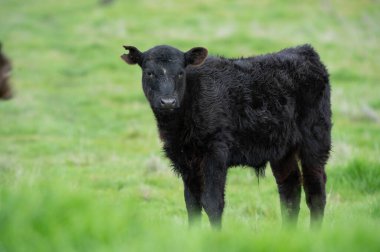 Avustralya 'da bir çiftlikteki yeşil bir tepede sürdürülebilir inek sürüsü. Tarladaki güzel inek. Angus ve Murray Grey sığırlarıyla Avustralya tarım arazisi