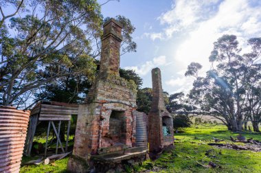 Avustralya 'da bir çiftlikteki yeşil bir tepede sürdürülebilir inek sürüsü. Tarladaki güzel inek. Angus ve Murray Grey sığırlarıyla Avustralya tarım arazisi
