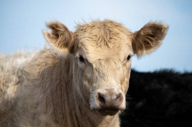 Avustralya 'da bir çiftlikteki yeşil bir tepede sürdürülebilir inek sürüsü. Tarladaki güzel inek. Angus ve Murray Grey sığırlarıyla Avustralya tarım arazisi