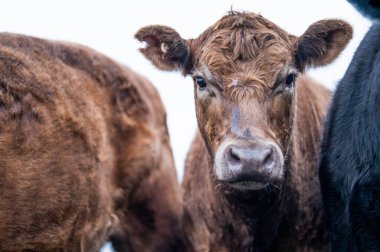 Avustralya 'da bir çiftlikteki yeşil bir tepede sürdürülebilir inek sürüsü. Tarladaki güzel inek. Angus ve Murray Grey sığırlarıyla Avustralya tarım arazisi