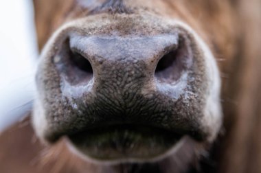 Avustralya 'da bir çiftlikteki yeşil bir tepede sürdürülebilir inek sürüsü. Tarladaki güzel inek. Angus ve Murray Grey sığırlarıyla Avustralya tarım arazisi