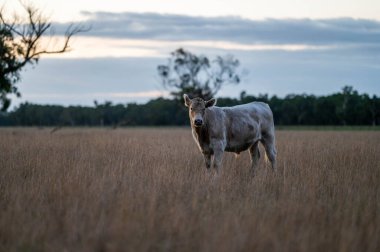 Avustralya 'daki güzel sığırlar ot yer, otlakta otlarlar. Tarımsal bir çiftlikte yetiştirilen sığır sürüsü. Sürdürülebilir tarım