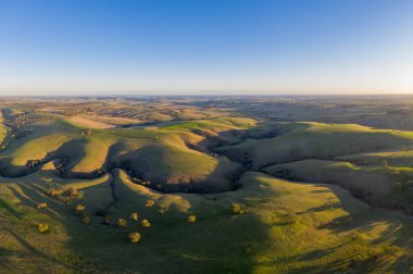 Avustralya 'daki güzel sığırlar ot yer, otlakta otlarlar. Tarımsal bir çiftlikte yetiştirilen sığır sürüsü. Sürdürülebilir tarım