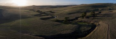 Avustralya 'daki güzel sığırlar ot yer, otlakta otlarlar. Tarımsal bir çiftlikte yetiştirilen sığır sürüsü. Sürdürülebilir tarım