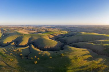 Avustralya 'daki güzel sığırlar ot yer, otlakta otlarlar. Tarımsal bir çiftlikte yetiştirilen sığır sürüsü. Sürdürülebilir tarım