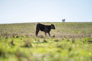 Angus ve Murray Grey İnekleri Avustralya 'da uzun otlaklar yiyorlar.