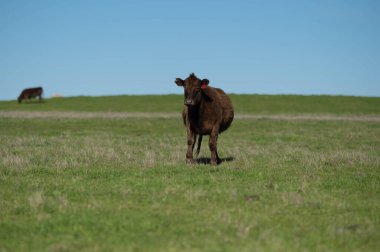 Angus ve Murray Grey İnekleri Avustralya 'da uzun otlaklar yiyorlar.