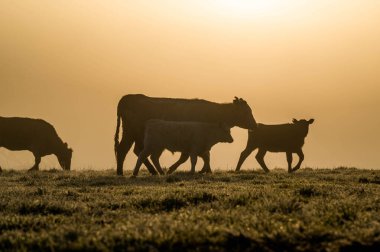 Angus ve Murray Grey İnekleri Avustralya 'da uzun otlaklar yiyorlar.