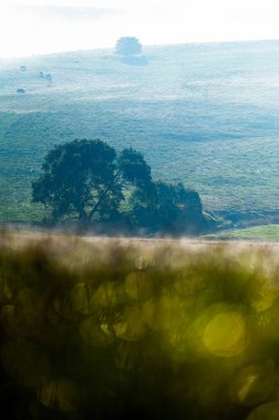 Angus ve Murray Grey İnekleri Avustralya 'da uzun otlaklar yiyorlar.