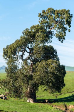 Angus ve Murray Grey İnekleri Avustralya 'da uzun otlaklar yiyorlar.