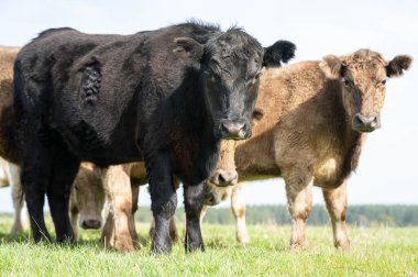 Angus ve Murray Grey İnekleri Avustralya 'da uzun otlaklar yiyorlar.