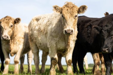 Angus ve Murray Grey İnekleri Avustralya 'da uzun otlaklar yiyorlar.