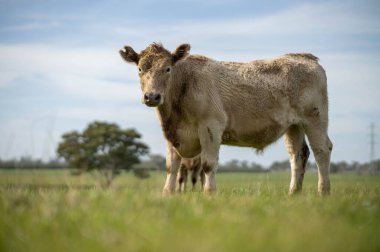 Angus ve Murray Grey İnekleri Avustralya 'da uzun otlaklar yiyorlar.