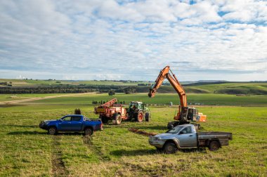 Angus ve Murray Grey İnekleri Avustralya 'da uzun otlaklar yiyorlar.