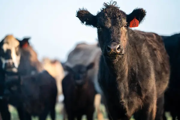 Stock image Close up of Angus and Murray Grey Cows eating long pasture in Australia