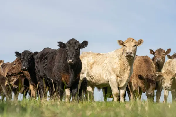 Stock image Close up of Angus and Murray Grey Cows eating long pasture in Australia