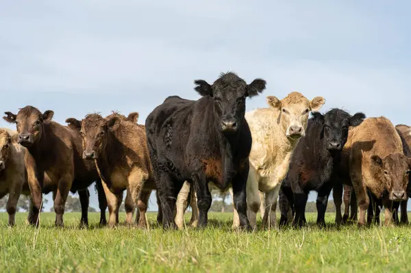 Stock image Close up of Angus and Murray Grey Cows eating long pasture in Australia