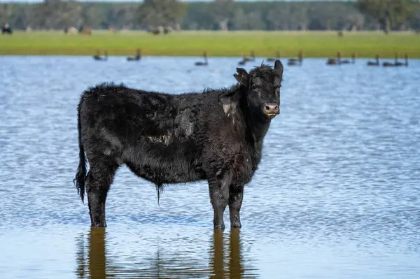 stock image Close up of Angus and Murray Grey Cows eating long pasture in Australia