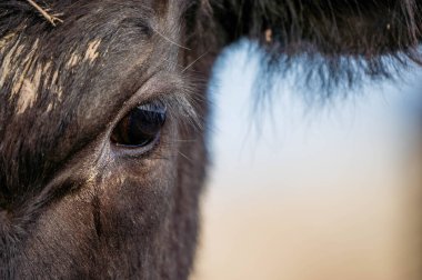 Angus, wagyu ve Murray sığır boğaları ve inekler, Avustralya 'da bir tepede otlanıyorlar..