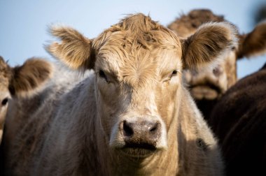 Angus, wagyu ve Murray sığır boğaları ve inekler, Avustralya 'da bir tepede otlanıyorlar..