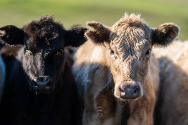 Angus, wagyu ve Murray sığır boğaları ve inekler, Avustralya 'da bir tepede otlanıyorlar..